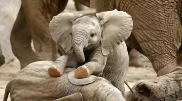 Ilmuwan Temukan Ritual Aneh yang Dilakukan Gajah saat Mengubur Anaknya