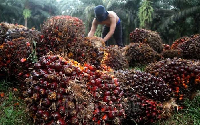 Harga Kelapa Sawit di Riau Terus Merosot, Segini Harganya