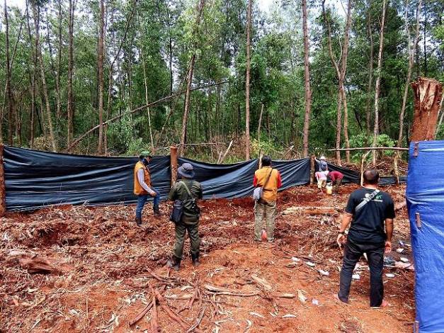 Pekerja Diterkam Harimau di Desa Serapung, BBKSDA Pasang 10 Kamera Trap