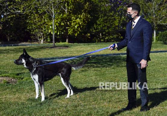 Anjing Presiden Biden Diusir dari Gedung Putih Karena Gigit Petugas Dinas Rahasia AS