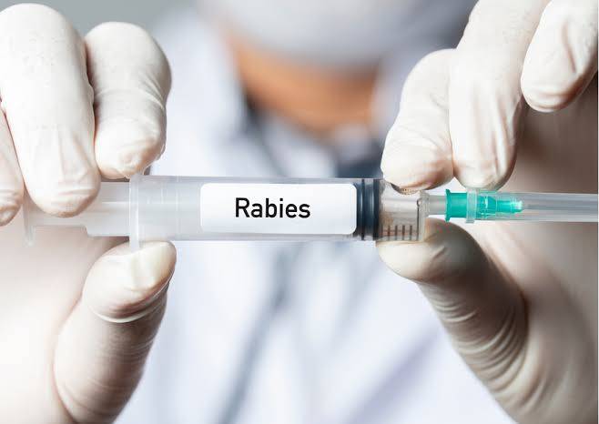 Jangan Lupa! Besok Ada Vaksinasi Rabies Gratis untuk Hewan Peliharaan