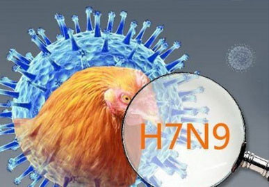 Covid-19 Belum Usai, Jepang Ungkap Kasus Baru Flu Burung