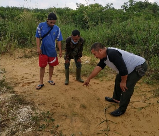 Jejak Kaki Harimau Ditemukan di Kualu Nenas, Kampar