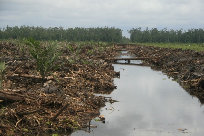 Sekdaprov Riau: Restorasi Gambut Perlu Proses Panjang