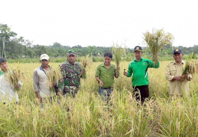 Program Percetakan 49,5 Hektar Sawah CD RAPP Berjalan Baik