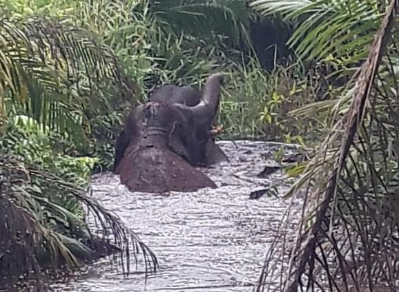 Terjebak di Rawa Gambut, Dua Ekor Gajah Sumatera Masuk Perkebunan Sawit Warga di Inhu