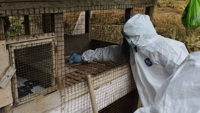 Sampel Ratusan Ayam Mati Mendadak di Kampar Dikirim ke Labor BVET Bukittinggi
