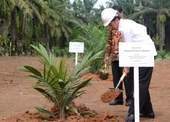 Presiden Jokowi Akan Replanting 131 Hektar Sawit di Riau