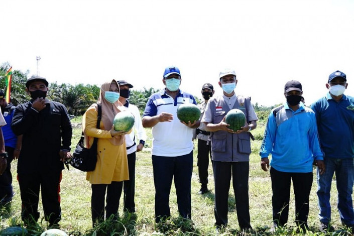 Panen Semangka Dapat Rp210 Juta Per Hektare, Bupati Siak Ajak Warga Produktif di Masa Pandemi