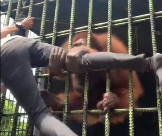 Hendak Bikin Konten, Pengunjung Kebun Binatang Kasang Kulim Ditarik Orangutan hingga Panik