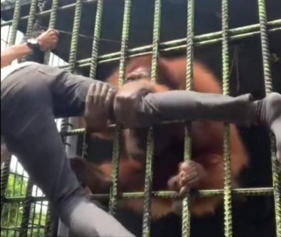 Usai Viral Ditarik Orangutan, Pengunjung Kebun Binatang Kasang Kulim Minta Maaf