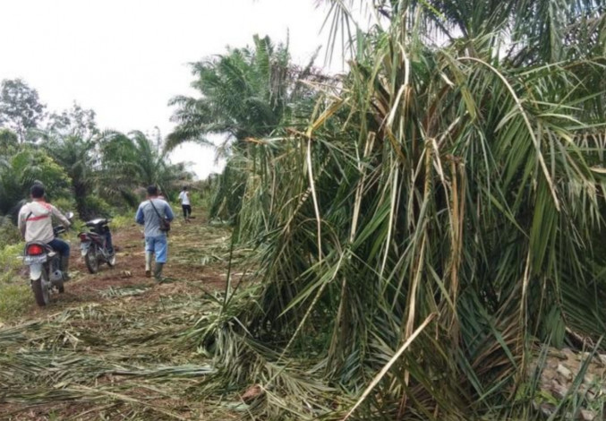 Kawanan Gajah Liar Rusak Puluhan Hektare Kebun Sawit Warga Gondai, Pelalawan