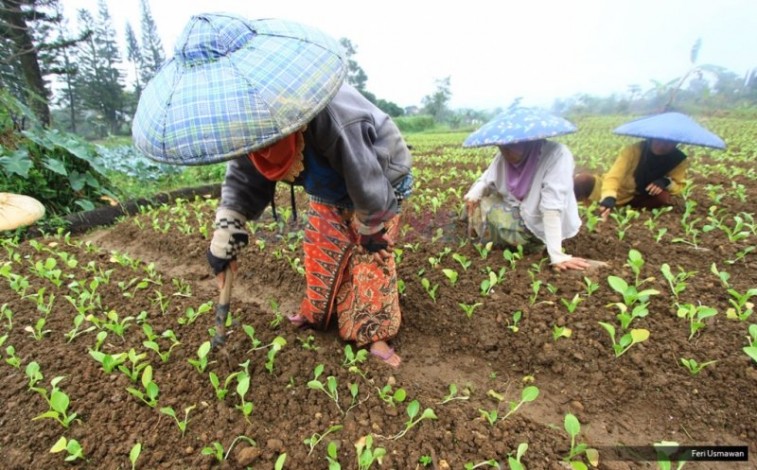 Kata BPS, Tahun Ini Petani Riau Semakin Sejahtera