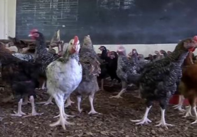 Tutup Akibat Covid-19, Sekolah Disulap Jadi Peternakan Ayam