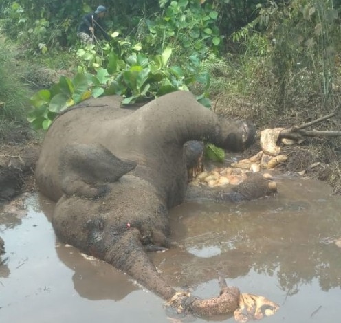 ‎Gajah Dita Ditemukan Membusuk dalam Kubangan di Bengkalis