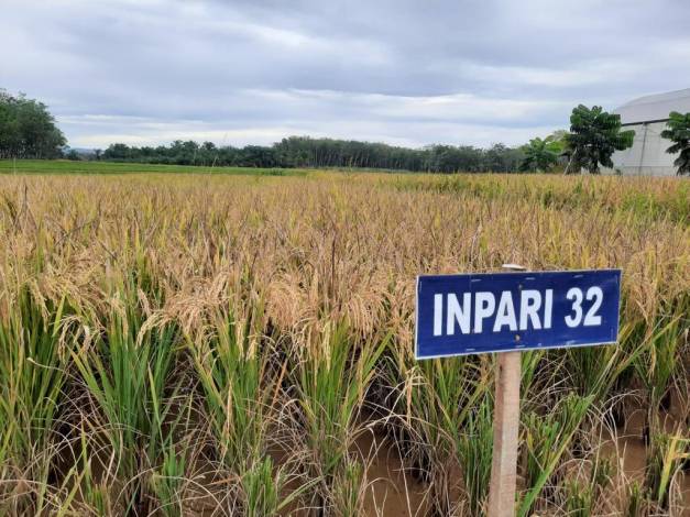 BPTP Riau Produksi Benih Unggul Padi Bermutu, Bisa Hasilkan 8 Ton GKP Per Hektare