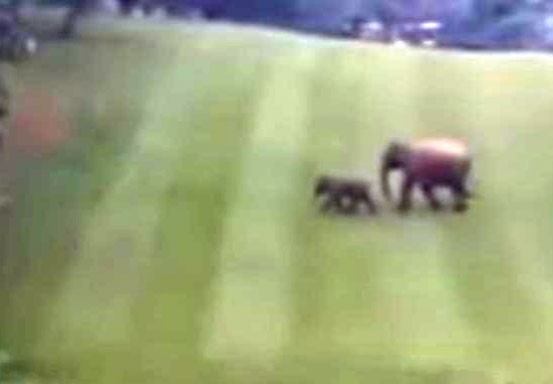 Gajah Tertangkap Kamera di Lapangan Golf Chevron