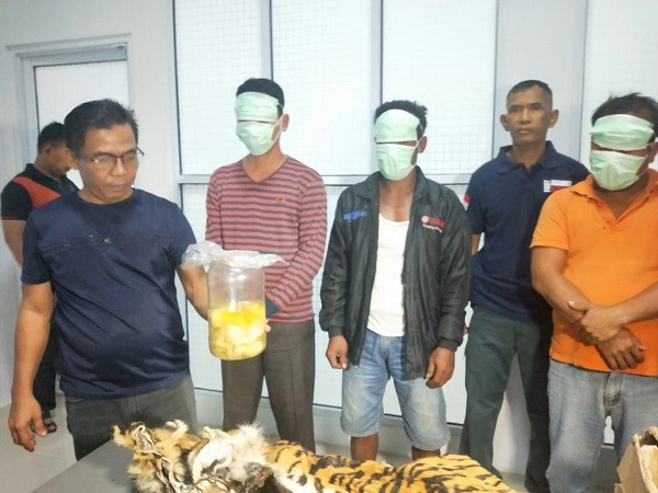 KLHK Tangkap Pelaku Penjual Kulit dan Organ Harimau Sumatra