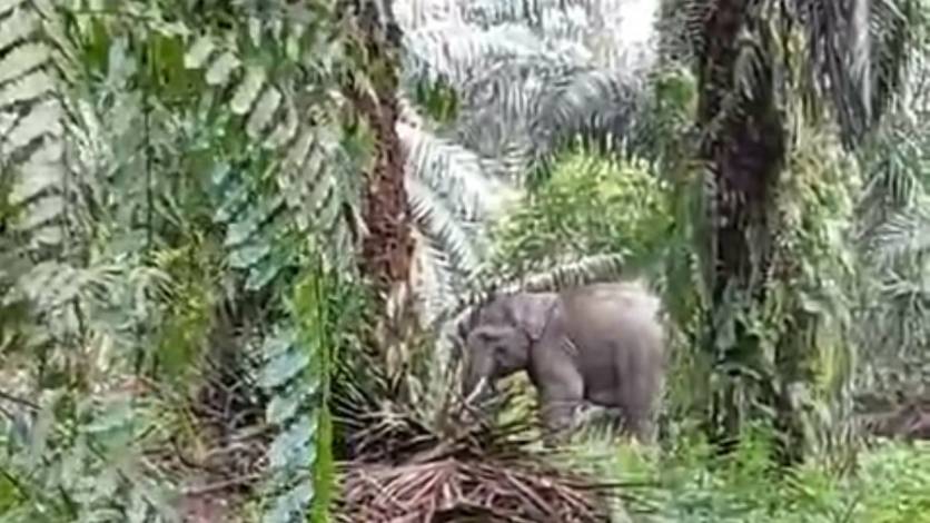 Habitat Terendam Banjir, Dua Ekor Gajah Masuk Pemukiman Warga di Pelalawan