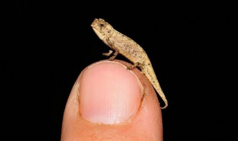 Peneliti Temukan Reptil Terkecil di Dunia, Cuma 13,5 Milimeter