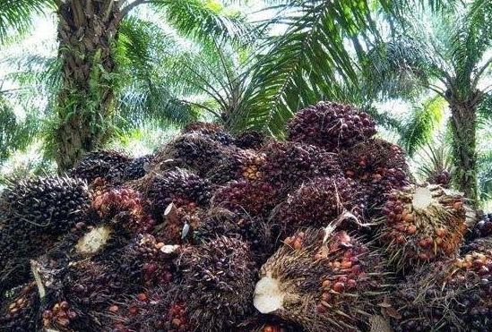 Berkah Harga Sawit Melonjak, Ekonomi Riau Tumbuh 3,36 Persen