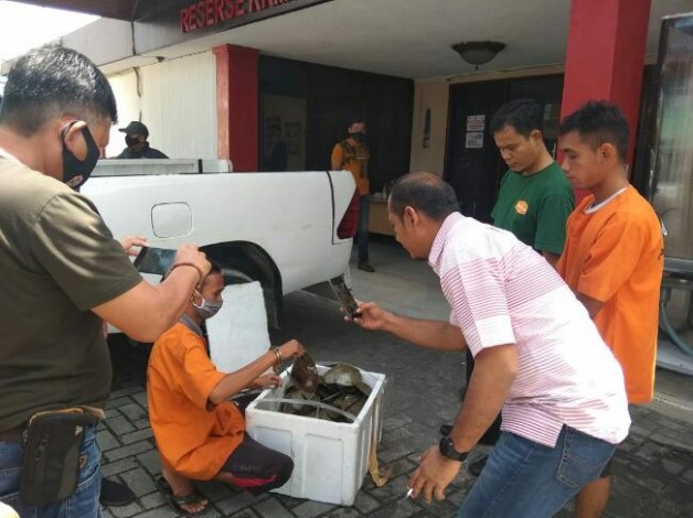 Polda Riau Tangkap 3 Pelaku Penyelundupan Ratusan Belangkas
