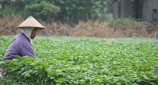 Data BPS, Nilai Tukar Petani Riau Turun 3,38 Persen