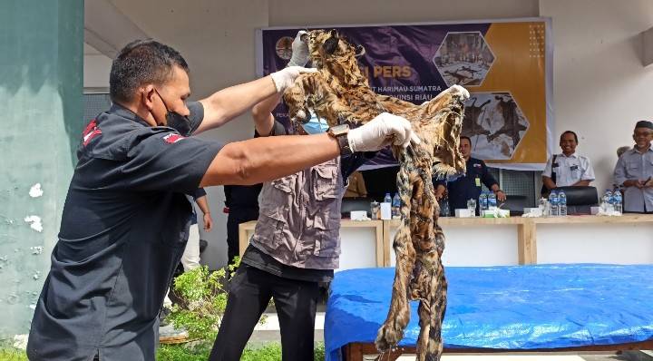 Polisi Riau Tangkap Tiga Orang Perjualbelikan Kulit Harimau