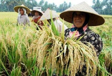 Juni 2017, Hanya Kepri yang Stabil, NTP Riau Turun 0,60 Persen