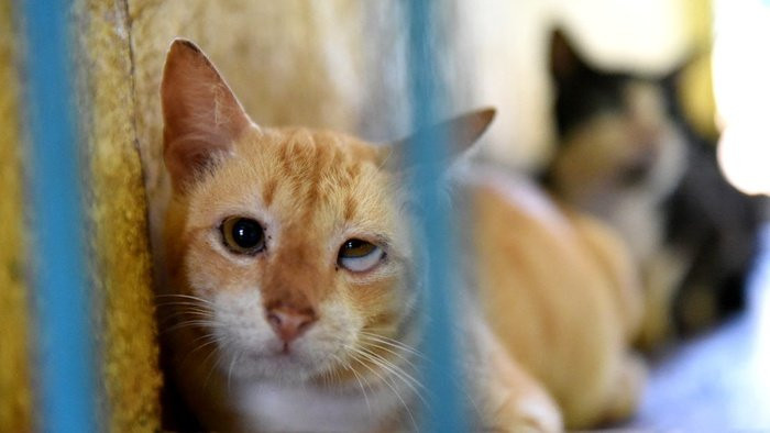 Ada-ada Saja, Kucing di Sri Lanka Ditangkap karena Selundupkan Narkoba