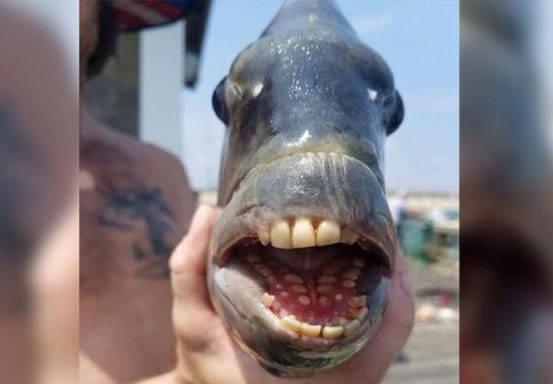 Viral! Ikan Punya Gigi Mirip Manusia Ditangkap Nelayan