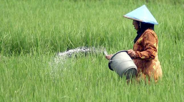 Walau NTP Turun 11,43 Persen, Petani di Riau Masih Sejahtera