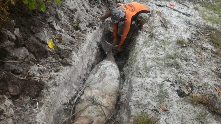 Sudah Dua Kali Dugong Ditemukan Mati di Rupat Utara