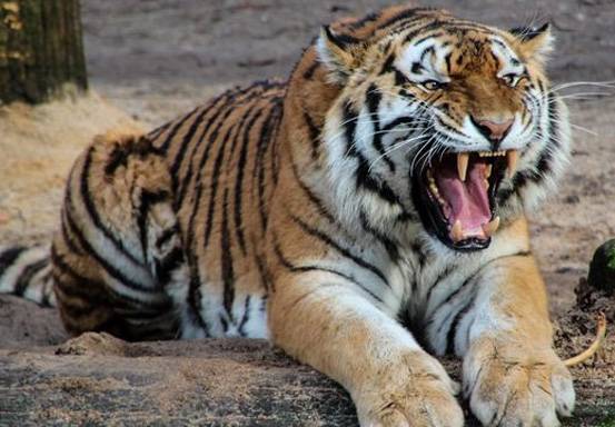 Demi Selamatkan Anak, Seorang Ibu Nekat Lawan Harimau dengan Tangan Kosong