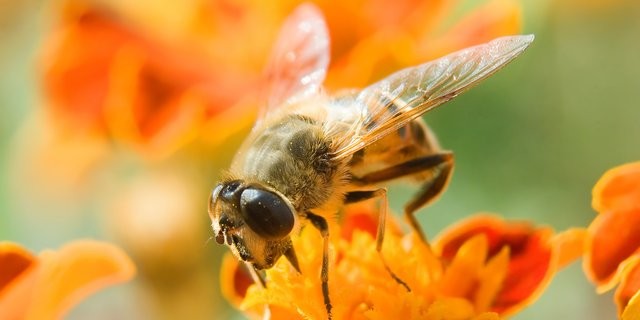 Perempuan Jepang Disengat Lebah Raksasa 150 Kali Hingga Tewas