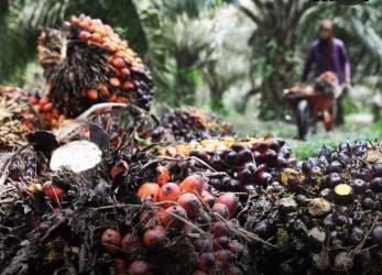 Petani dan Pekerja Perkebunan di Riau Bakal Dapat Jaminan Kesehatan dari DBH Sawit