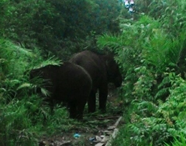 Terpisah dari Rombongan, Dua Ekor Gajah Sumatra Berhasil Dipulangkan