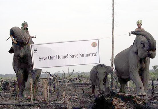 WWF Minta Pemprov Riau Serius Atasi Konflik Antara Manusia dan Satwa