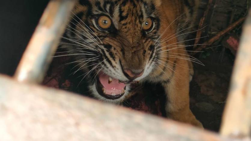 Harimau Sumatera Terperangkap dalam Box Trap di Desa Pulau Muda Pelalawan