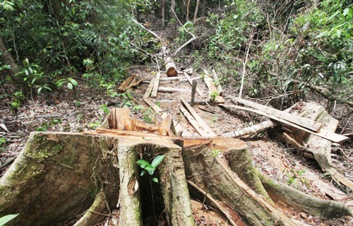 Polda Riau Kantongi Nama Oknum Pemodal Kasus Perambahan Hutan Rimbang Baling