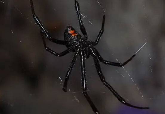 Ingin Jadi Spiderman, Bocah 8 Tahun di Bolivia Biarkan Tangannya Digigit Laba-laba Black Widow