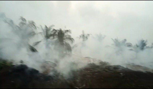 Terbakar Jumat, PT Adei Plantation Baru Laporkan Kebakaran Lahan Hari Ini