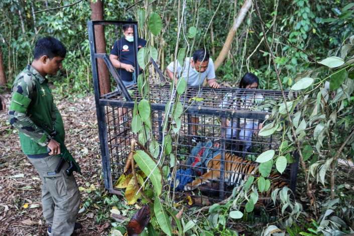 BBKSDA Tangkap Harimau Sumatera yang Diduga Mangsa Warga Teluk Lanus