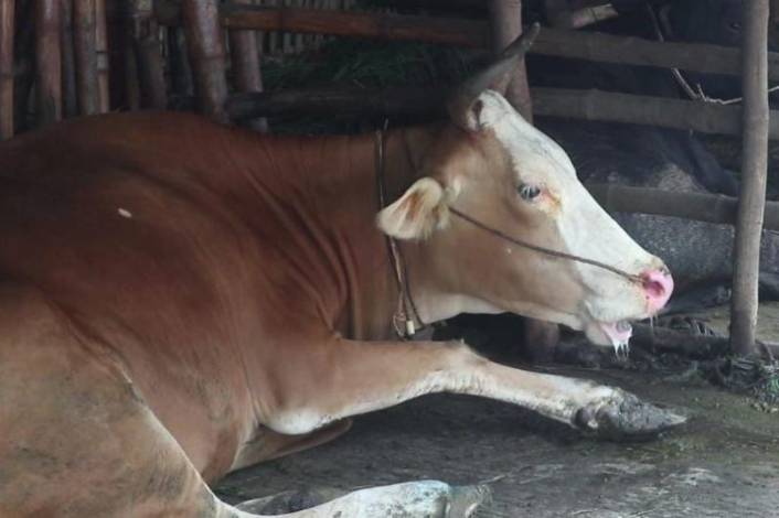 85 Persen Stok Vaksin PMK di Riau sudah Disuntikkan ke Hewan Ternak