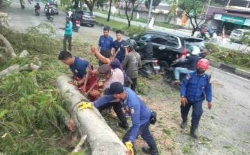 Pohon Tumbang di Arifin Achmad Dievakuasi, Pengendara Akhirnya Bisa Melintas Normal