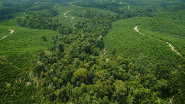 Pejabat KLHK Tegaskan Tidak Ada Kawasan Hutan di Riau