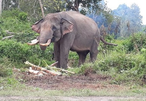 Tim Gabungan Halau Dua Ekor Gajah Masuk Perkampungan Warga Pangkalan Kerinci