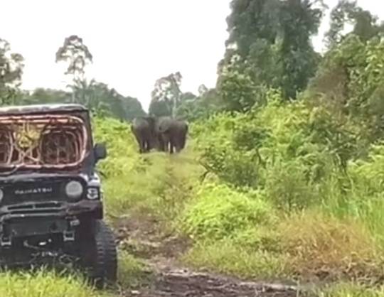 Kawanan Gajah di Pelalawan Mulai Membuat Warga Merasa Terancam