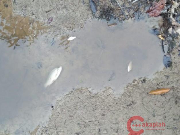 Sungai Kiyab di Bandar Seikijang Pelalawan Tercemar
