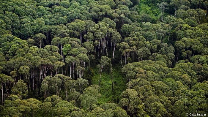 Riau Minta KLHK Kukuhkan Kawasan Hutan